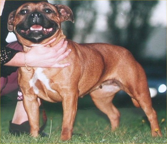 CH. Pretty polly Of the browndeanlaws bullyboys