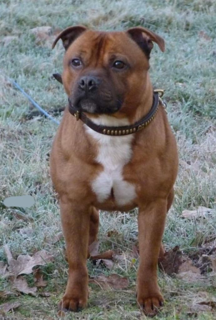 Rey Mystério Des têtes brulées