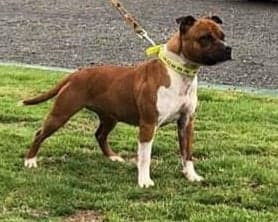 CH. Natasha The Countess Of the browndeanlaws bullyboys