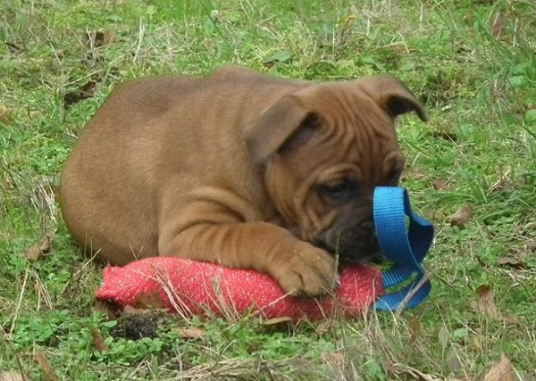 Naissance de 4 chiots staffordshire bulll terrier rouges.